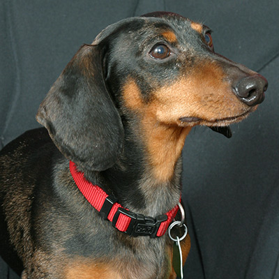 short haired black and tan dachshund