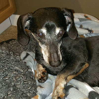 short haired black and tan dachshund