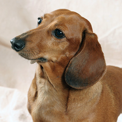 short haired red dachshund