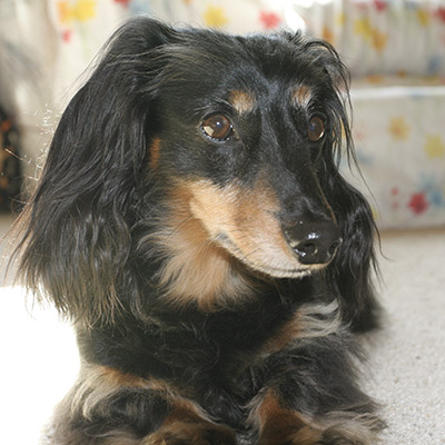 long haired black and tan dachshund
