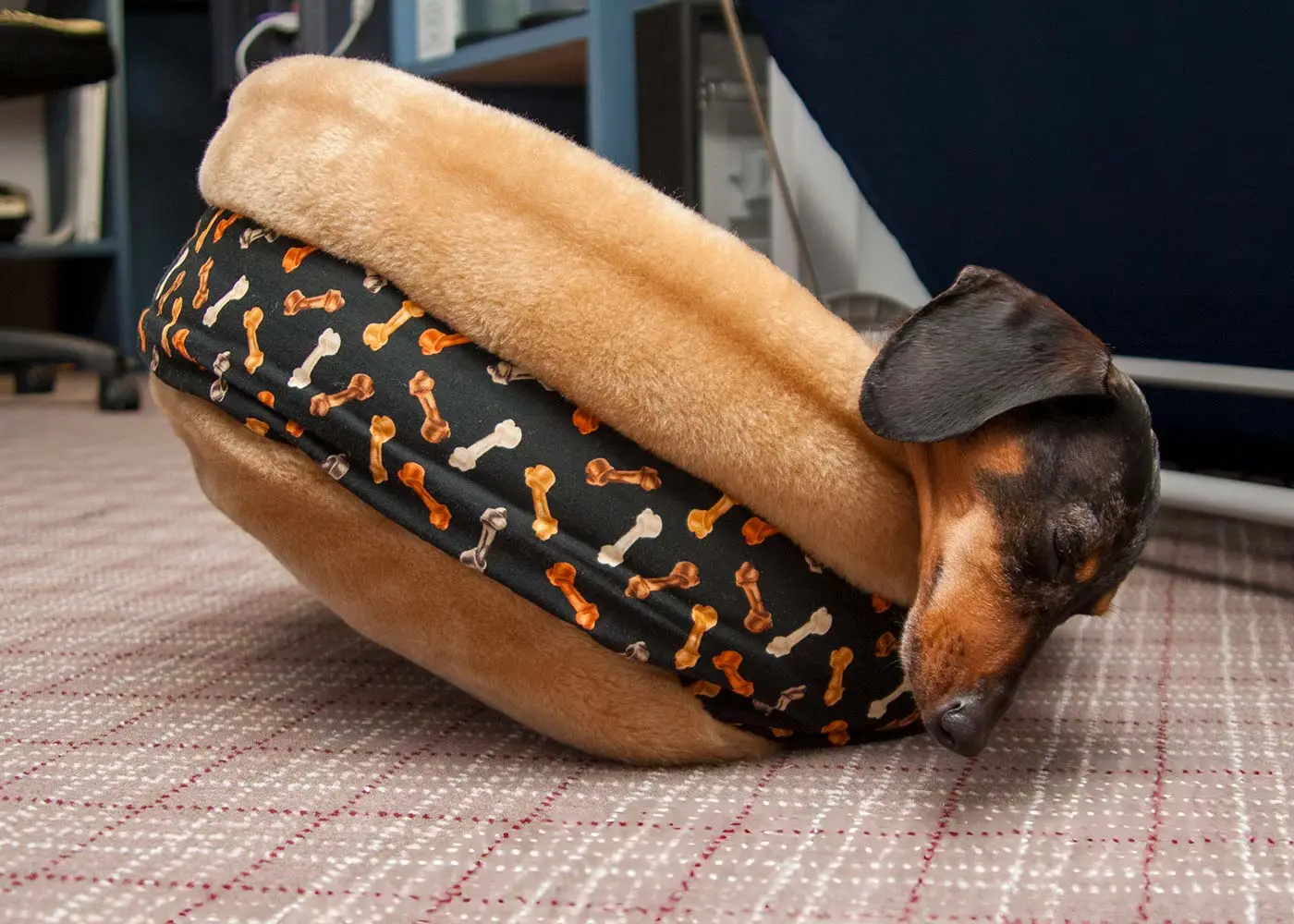 dachshund sleeping in a dog bed